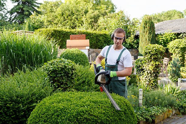 Organic Lawn Care Solutions in Rushford, MN